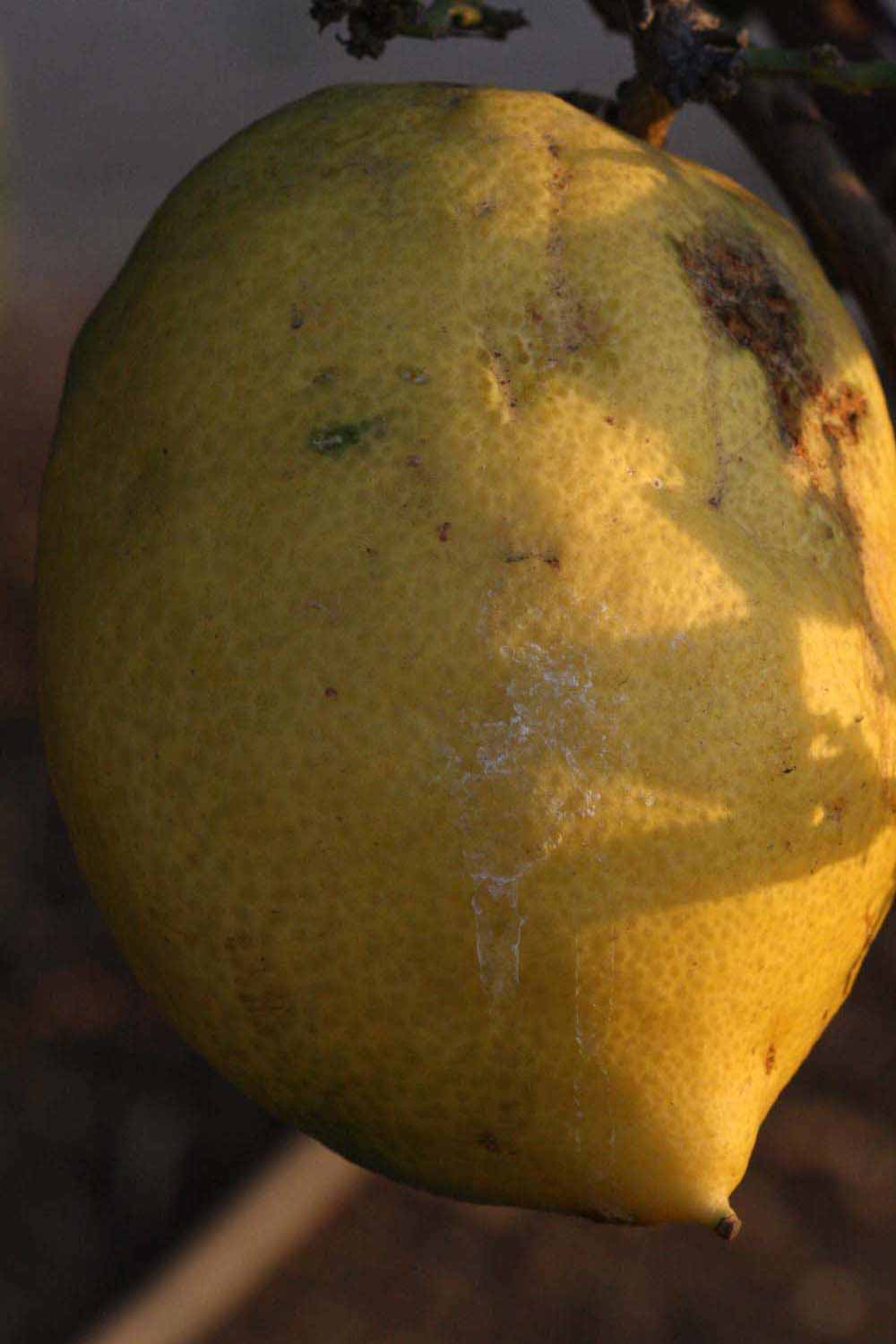            Fruit (Riverside, CA)   